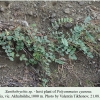 polyommatus cyaneus akhaltsikhe host plant 3